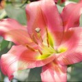 Lilium_Tarrango_.jpg