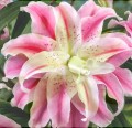 sweet rosy.jpg