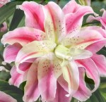 LILIA PEŁNA SWEET ROSY 20/22