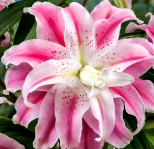 LILIA PEŁNA SWEET ROSY 20/22