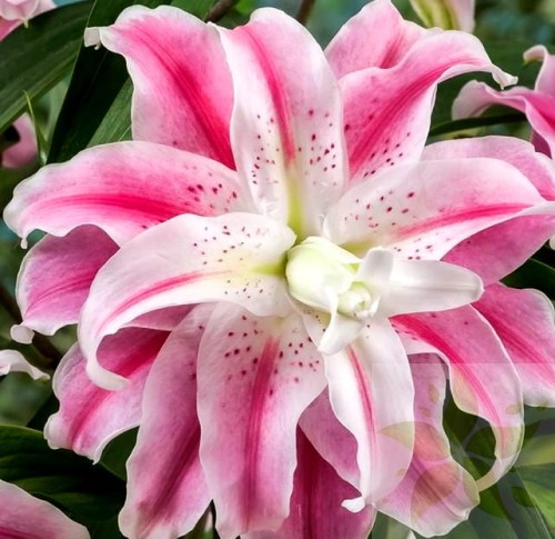 sweet rosy.jpg