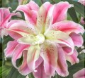 Sweet-Rosy.jpg