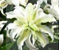 lilium-polar-star.jpg