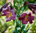 Lilia Trąbkowa Pink Perfection ( Nowość ).jpg