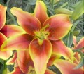 Avalon_Sunset_lily.jpg