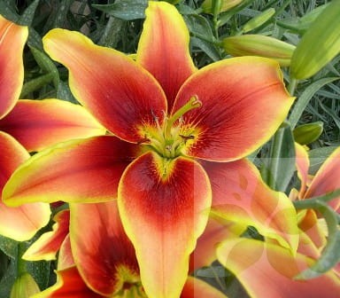 Avalon_Sunset_lily.jpg