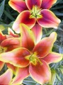 Avalon_Sunset_lily_lilium 1.jpg