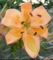 Peral Liliowe Ogrody.jpg
