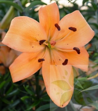 Peral Liliowe Ogrody.jpg