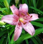 LILIA AZJATYCKA MORPHO PINK 18/20