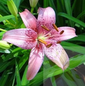 Lilia Aazjatycka Marpho Pink ( Nowosc).jpg