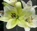 -Lilia-LA Ercolano-Cream.jpg