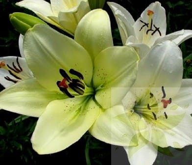 -Lilia-LA Ercolano-Cream.jpg