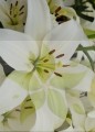 LA Richmon lilium.jpg