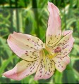 Lilia Tygrysia Corsage (Nowość).jpg