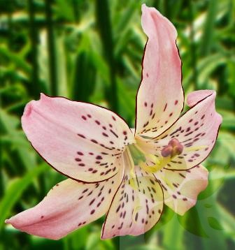 Lilia Tygrysia Corsage (Nowość).jpg