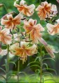lilium-tiger-babies-LC.jpg