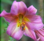 LILIA TRĄBKOWA PINK PERFECTION 16/18