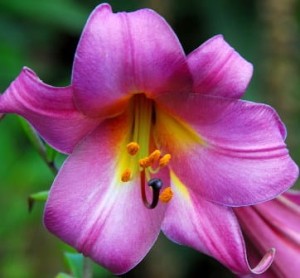 LILIA TRĄBKOWA PINK PERFECTION 16/18