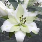 LILIA ORIENTALNA ARIOSTO 24+ XXL !!! 