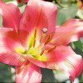 Lilium_Tarrango.jpg