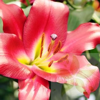 Lilium_Tarrango.jpg