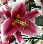 LILIA DRZEWIASTA FRISO 22/24 