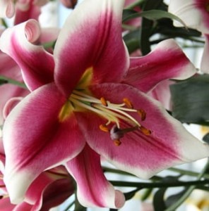 LILIA DRZEWIASTA FRISO 22/24 