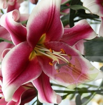 lilium-friso.jpg