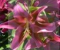 ROBINIA LILIOWE OGRODY 2.jpg