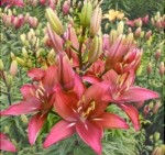 LILIA DRZEWIASTA RED DESIRE  22/24 XXL 