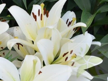 Richmund la Liliowe Ogrody.jpg