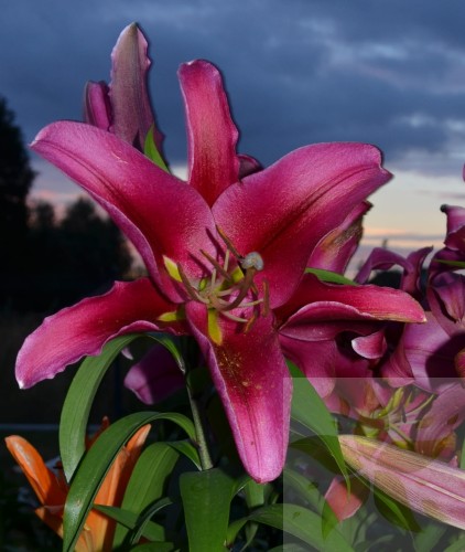 Pallazo Liliowe Ogrody.jpg