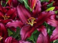 Firebolt 375 x 500.jpg