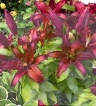 Lilia Orinentalna Firebold   20/22