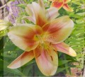 lilium-montego-bay str2.jpg