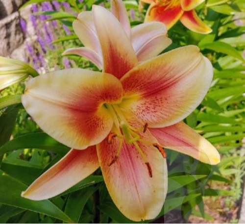 lilium-montego-bay str2.jpg