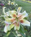 Zeba 1 Big Lily.jpg