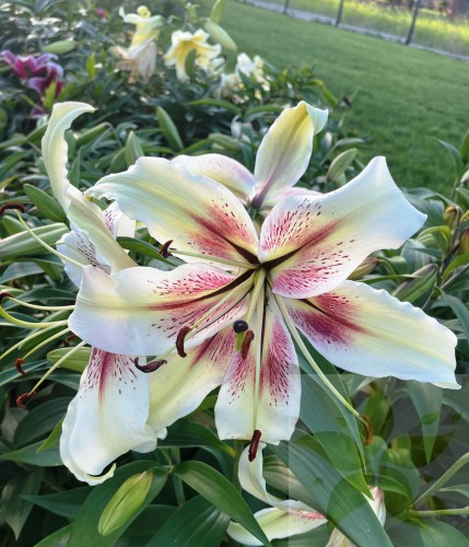 Zeba 1 Big Lily.jpg