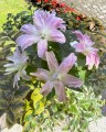 Lotus Dream Big Lily.jpg
