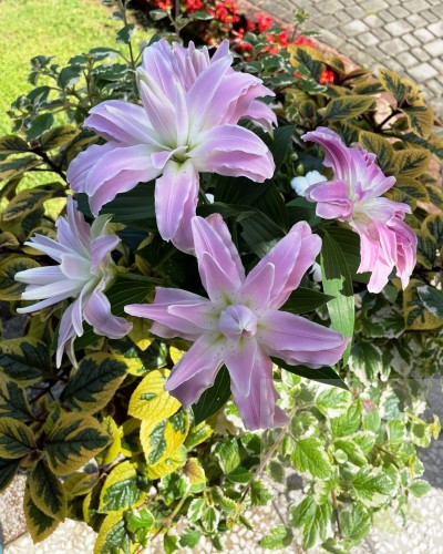 Lotus Dream Big Lily.jpg