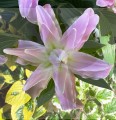 Lotus Dream 2 Big Lily.jpg