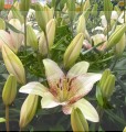 Sweet Zenica  Big Lily.jpg