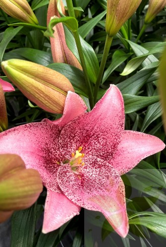Swet Sugra Big Lily.jpg