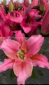Lilia Drzewiasta Marengo Big Lily M.jpg