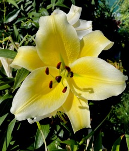 LILIA DRZEWIASTA CONCA D'OR 24+ XXL 