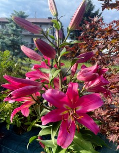 Lilia Drzewiasta Pinnacle 24+ XXXL