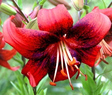 lilium azjatycka -strawberry-event-.jpg
