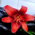 STAWBERY EVENT BIG LILY.jpg