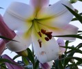 Easter Moon Big Lily Lilowe Ogrody.jpg